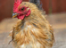 Serama silkie Cockerell