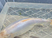 White koi