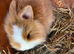 2 baby lion lops