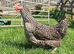 Chickens for sale (great egg layers and very laid back when settled in)