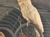 Goffins cockatoo male silly tame