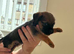 Border terrier puppy’s