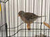 Pair of Fife Canarys