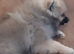 Pomeranian puppy
