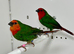 Beautiful pairs of Red face parrot finches for sale