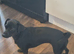 1 famale patterdale