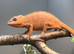 Female panther chameleon