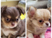 Stunning Russian/Thai long coat puppies