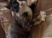 7 beautiful kittens ready for loving homes