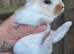 Beautiful half giant mix littler