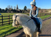 12.3 HH cob gelding