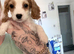 3 girls left f2 cockapoos ***READY NOW***