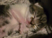 4 beautiful kittens