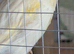 Canary