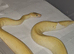 Beautiful lemmon blast pied