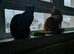2 cats one male one female