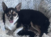 Chihuahua puppies for sale