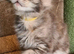 Beautiful blue torbie maine coon