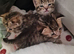 8 kittens