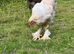Brahma