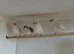 Zebra finches