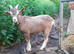 Fabulous Entire Intact Toggenburg Billy Goat Kid - Father Pedigree