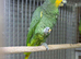Orange winged Amazon