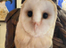 2026 beautiful barn owl