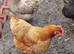 6 Autralaup hens 11 months old laying