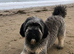 CINDY – 1 .5 YEAR OLD FEMALE SEEKING A LOVING FOREVER HOME