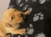 KC registered Labrador puppies