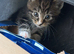 3 tabby kittens
