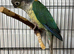 Young conure