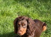 3 Beautiful cocker spaniel male puppy’s.