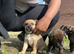 3 Female Cane Corso Cross