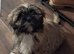Puppy for rehoming