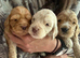 Stunning F1 Cockapoo Puppies (Show Type) – Rare Colours & Wonderful Temperaments!