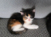 Kittens looking for a loving caring home