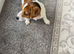 Jack Russell short legged puppy