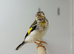 Siberian goldfinch