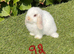 Pure bred mini lops