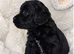 Beautiful cockapoo puppies