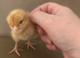 Vaccinated Female Hy-Line Chicks
