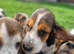 Beautiful Basset Hound Pups Ready NOW