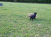 MaPuppies for sale  only 4 weeks  old not ready until 10 July
