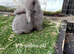 Vaccinated x small mini lops