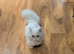 Munchkin 6 months old male for sale