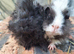 2 wonderful boy guinea pigs ready now