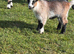 Pygmy goats