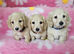 Beautiful cream long haired mini dachshunds